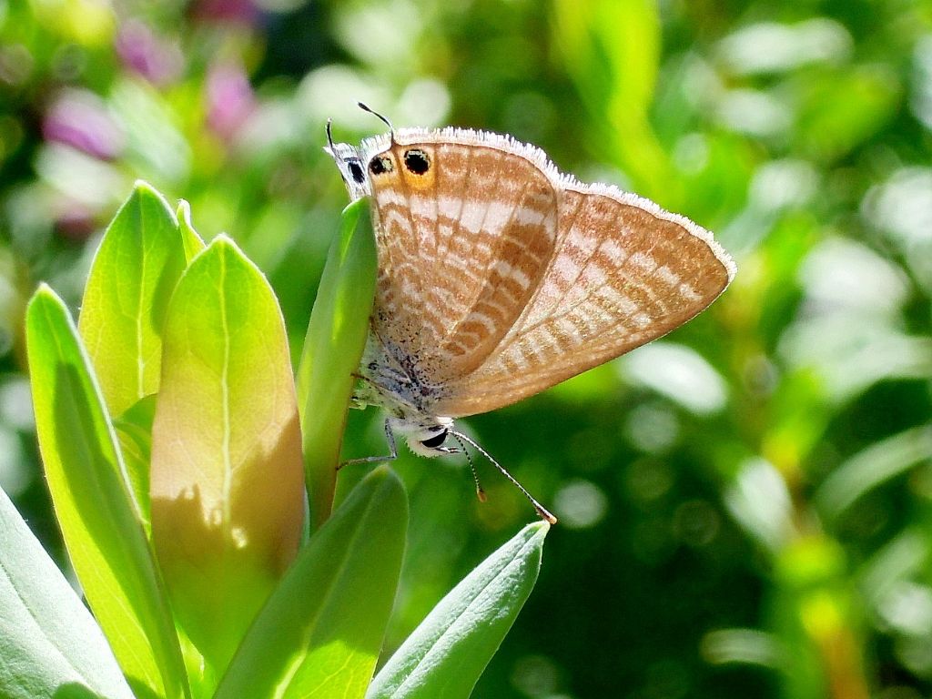 Lampides boeticus (Lycaenidae)